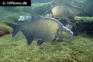 Bream types