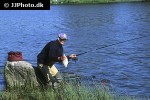 abramis brama abramis brama