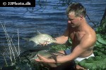 abramis brama abramis brama