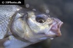 abramis brama abramis brama