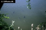 abramis brama abramis brama