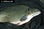 abramis brama abramis brama