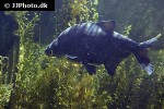 abramis brama abramis brama