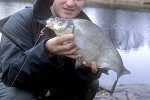 abramis brama abramis brama