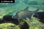abramis brama abramis brama