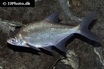 abramis brama abramis brama