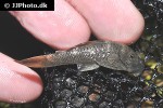 chaetostoma aff lineopunctatum chaetostoma aff lineopunctatum