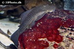 chaetostoma aff lineopunctatum chaetostoma aff lineopunctatum