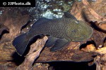 chaetostoma aff lineopunctatum chaetostoma aff lineopunctatum