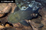 chaetostoma aff lineopunctatum chaetostoma aff lineopunctatum
