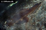 chaetostoma aff lineopunctatum chaetostoma aff lineopunctatum