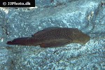 chaetostoma aff lineopunctatum chaetostoma aff lineopunctatum