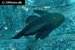 chaetostoma aff lineopunctatum chaetostoma aff lineopunctatum