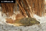 chaetostoma aff lineopunctatum chaetostoma aff lineopunctatum