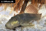 chaetostoma aff lineopunctatum chaetostoma aff lineopunctatum