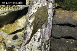 chaetostoma aff lineopunctatum chaetostoma aff lineopunctatum