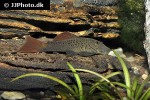 chaetostoma aff lineopunctatum chaetostoma aff lineopunctatum