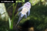 chaetostoma aff lineopunctatum chaetostoma aff lineopunctatum
