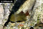 chaetostoma aff lineopunctatum chaetostoma aff lineopunctatum