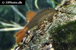 chaetostoma aff lineopunctatum chaetostoma aff lineopunctatum