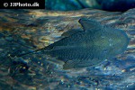 chaetostoma aff lineopunctatum chaetostoma aff lineopunctatum