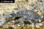 chaetostoma chimu chaetostoma chimu