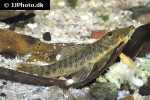 chaetostoma chimu chaetostoma chimu
