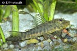 chaetostoma chimu chaetostoma chimu