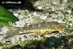 chaetostoma chimu chaetostoma chimu