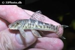 chaetostoma chimu chaetostoma chimu