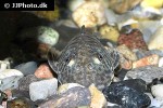 chaetostoma chimu chaetostoma chimu