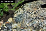 chaetostoma chimu chaetostoma chimu