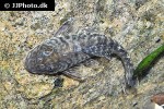chaetostoma chimu chaetostoma chimu