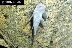 chaetostoma chimu chaetostoma chimu