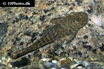 chaetostoma chimu chaetostoma chimu
