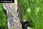chaetostoma chimu chaetostoma chimu
