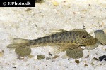 chaetostoma chimu chaetostoma chimu