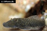 chaetostoma dorsale chaetostoma dorsale