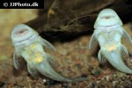 chaetostoma dorsale chaetostoma dorsale