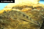chaetostoma dorsale chaetostoma dorsale