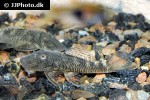 chaetostoma dorsale chaetostoma dorsale