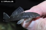 chaetostoma dorsale chaetostoma dorsale