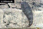 chaetostoma dorsale chaetostoma dorsale
