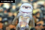 chaetostoma formosae chaetostoma formosae