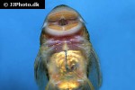 chaetostoma formosae chaetostoma formosae