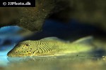 chaetostoma formosae chaetostoma formosae