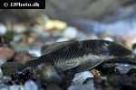 chaetostoma formosae chaetostoma formosae