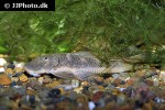 chaetostoma formosae chaetostoma formosae
