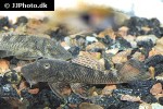 chaetostoma formosae chaetostoma formosae