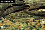 chaetostoma joropo chaetostoma joropo